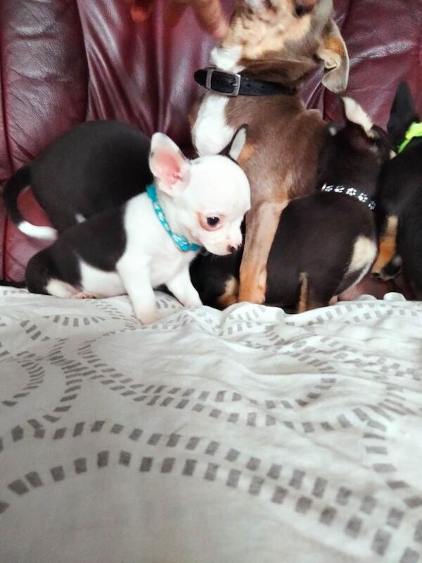 Chihuahua puppies for sale in Norbury, London – 7 weeks old - Image 2 of 6