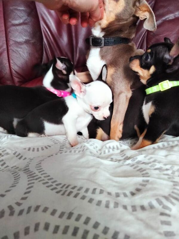Chihuahua puppies for sale in Norbury, London – 7 weeks old - Image 3 of 6