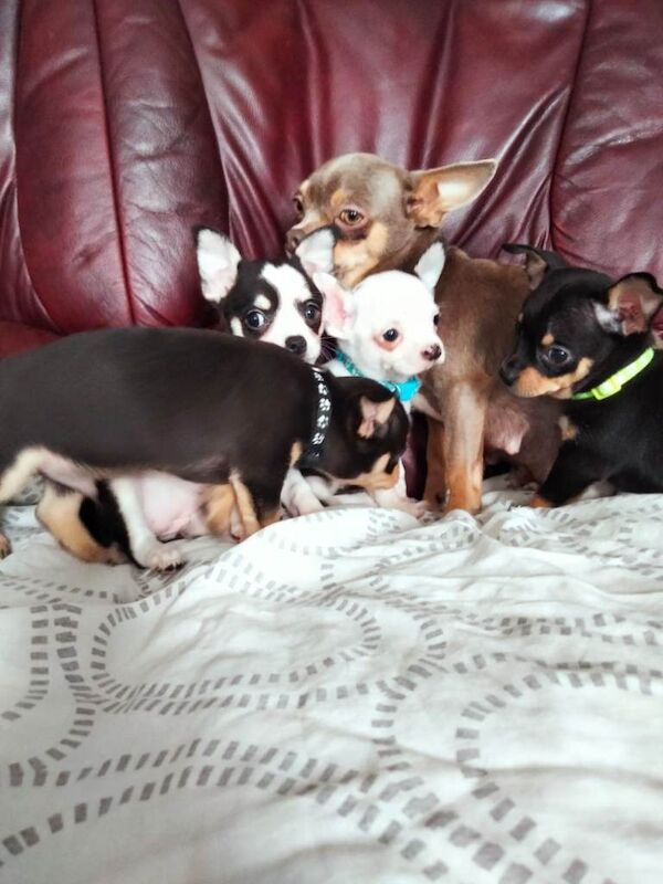Chihuahua puppies for sale in Norbury, London – 7 weeks old - Image 5 of 6