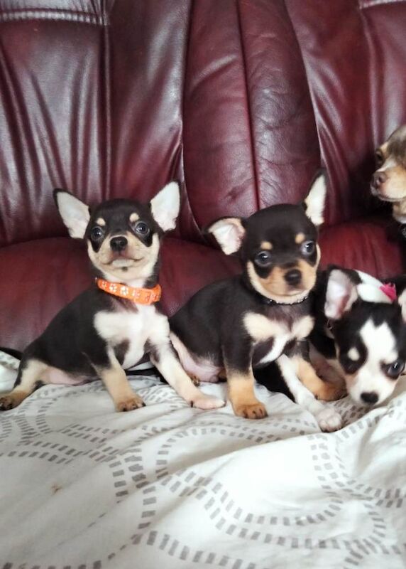 Chihuahua puppies for sale in Norbury, London – 7 weeks old - Image 6 of 6