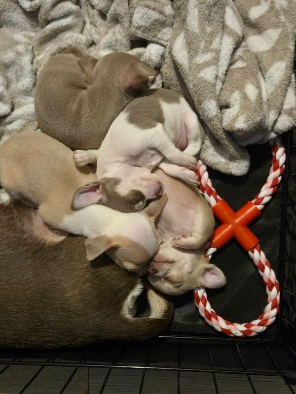 Chihuahua puppies for sale in Heathrow, London – 5 weeks old