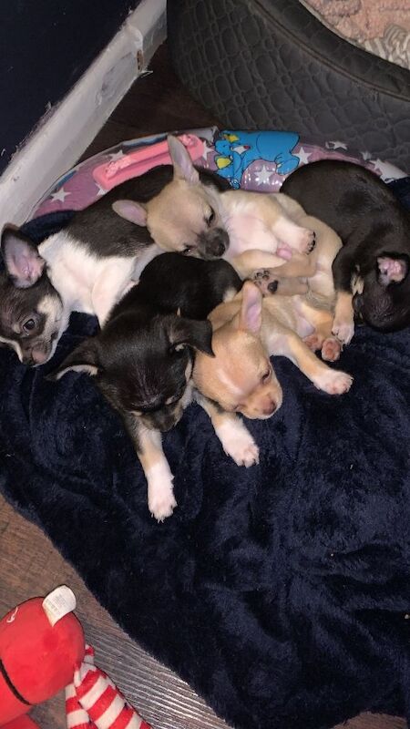 Chihuahua puppies for sale in Heanor, Derbyshire – 7 weeks old