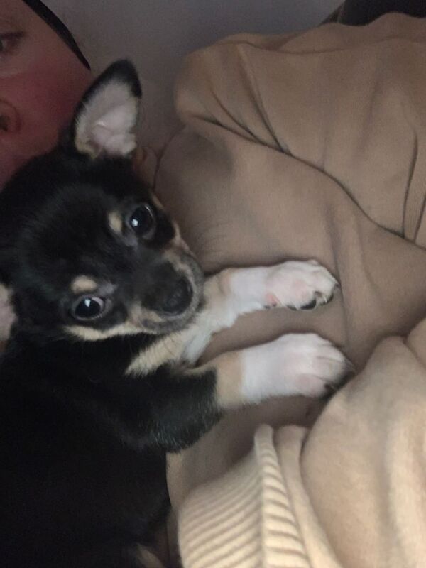 Chihuahua puppies for sale in Heanor, Derbyshire – 7 weeks old - Image 2 of 5
