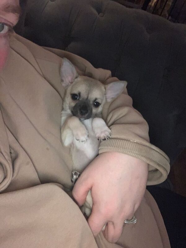 Chihuahua puppies for sale in Heanor, Derbyshire – 7 weeks old - Image 3 of 5