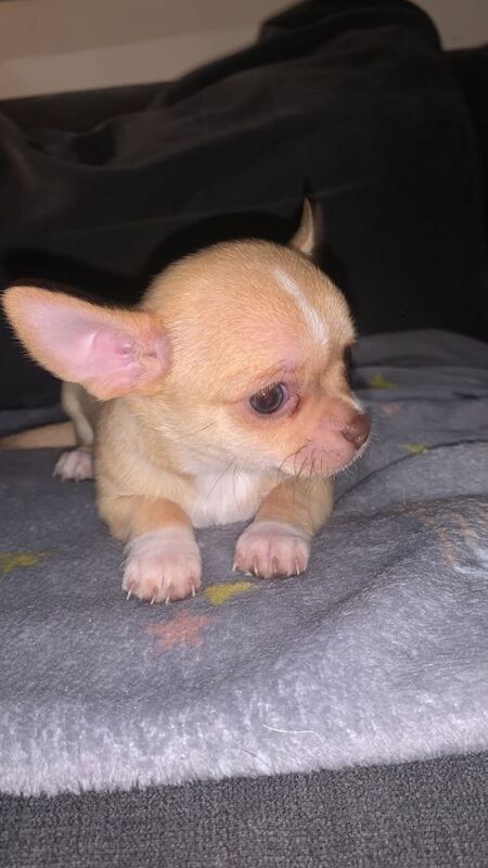 Chihuahua puppies for sale in Heanor, Derbyshire – 7 weeks old - Image 4 of 5