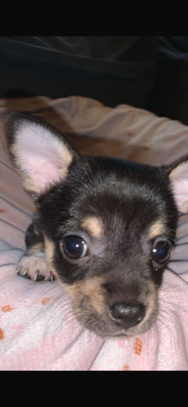 Chihuahua puppies for sale in Heanor, Derbyshire – 7 weeks old - Image 5 of 5