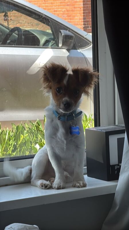Chihuahua puppies for sale in Stoke-on-Trent, Staffordshire – 7 months old