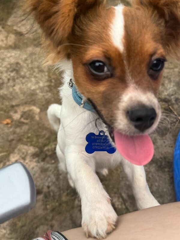 Chihuahua puppies for sale in Stoke-on-Trent, Staffordshire – 7 months old - Image 2 of 3