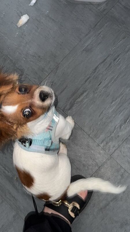 Chihuahua puppies for sale in Stoke-on-Trent, Staffordshire – 7 months old - Image 3 of 3