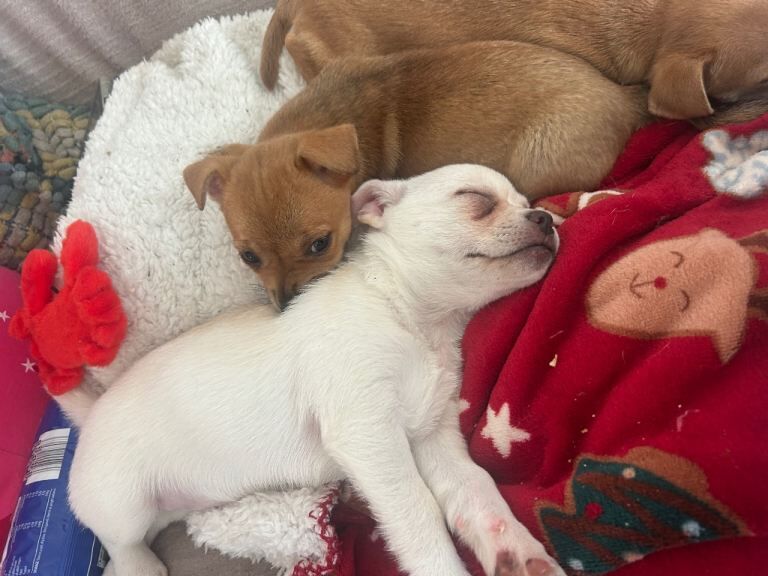 Chihuahua Puppies For Sale Under £1,000