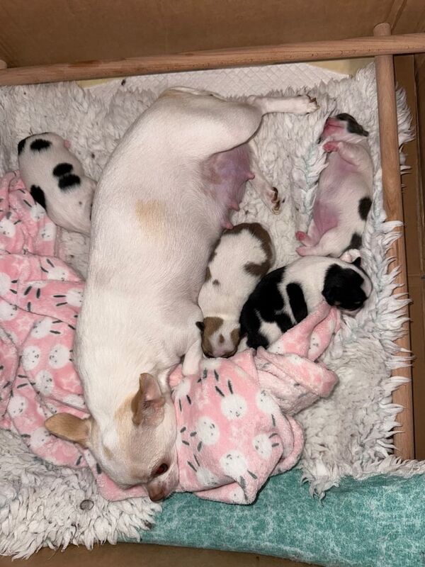 Chihuahua puppies for sale in Blairgowrie, Perth and Kinross – 6 weeks old