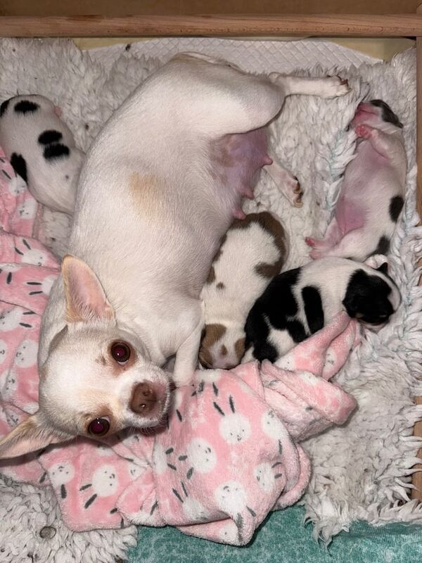 Chihuahua puppies for sale in Blairgowrie, Perth and Kinross – 6 weeks old - Image 2 of 3