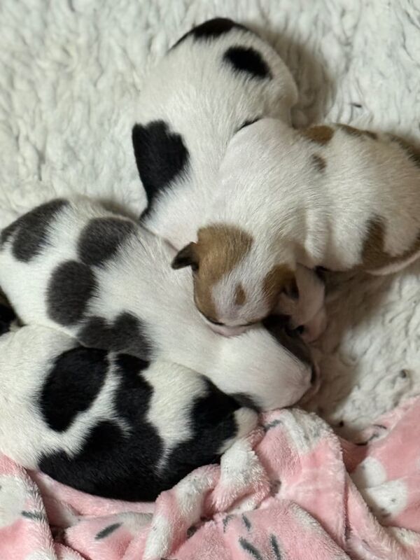 Chihuahua puppies for sale in Blairgowrie, Perth and Kinross – 6 weeks old - Image 3 of 3