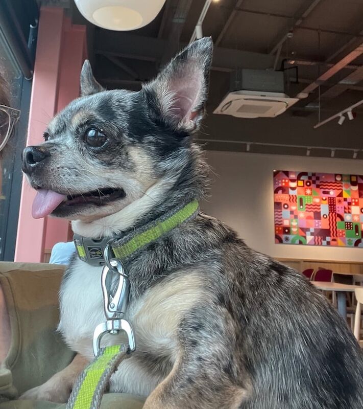 Chihuahua puppies for sale in Telford, Shropshire – 7 years old