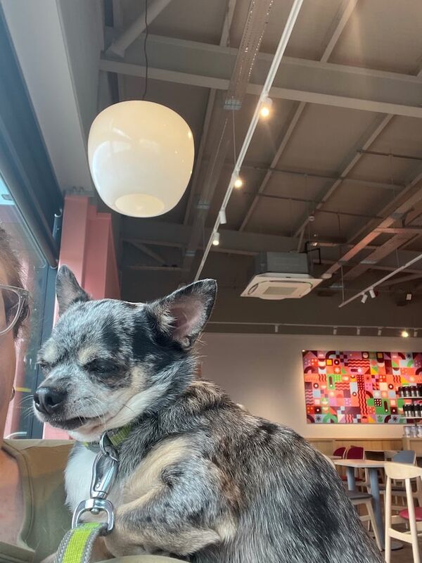 Chihuahua puppies for sale in Telford, Shropshire – 7 years old - Image 3 of 3