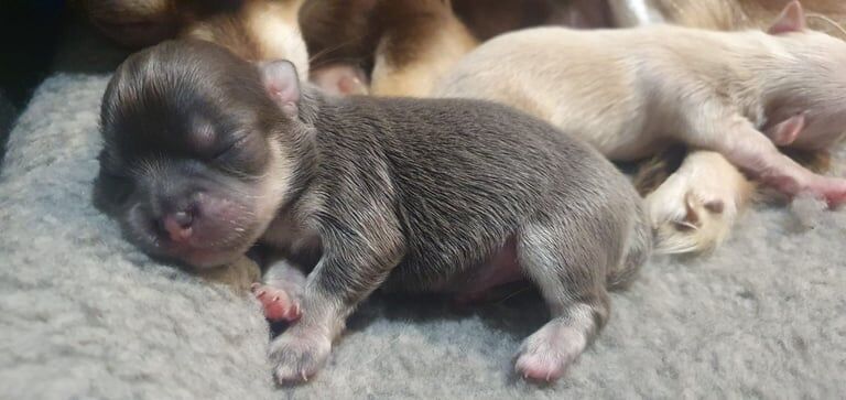 Chihuahua puppies for sale in Ealing, Greater London – KC registered, 4 weeks old