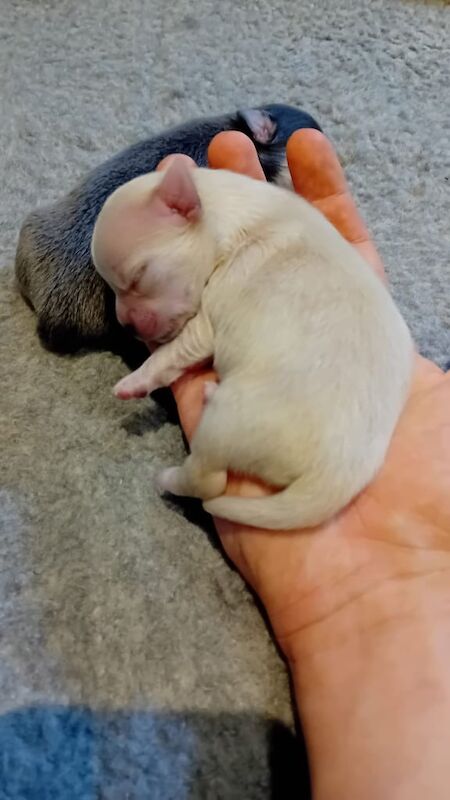 Chihuahua puppies for sale in Ealing, Greater London – KC registered, 4 weeks old - Image 2 of 3