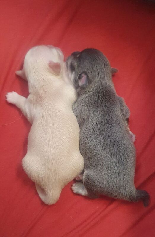 Chihuahua puppies for sale in Ealing, Greater London – KC registered, 4 weeks old - Image 3 of 3