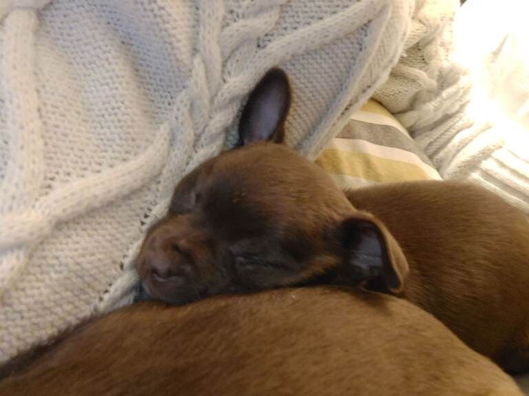 Chihuahua puppies for sale in Alexandria, Dunbartonshire – 10 weeks old