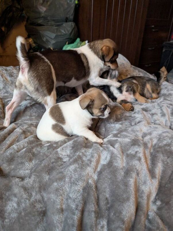 Hannah and Barbara - Image 2 of 5