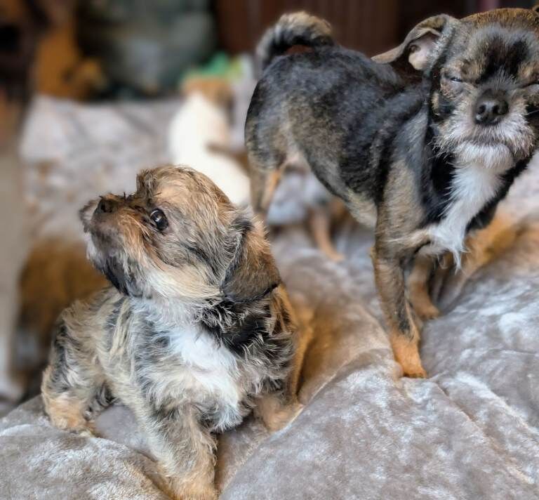 Hannah and Barbara - Image 3 of 5