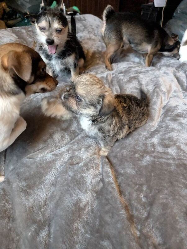 Hannah and Barbara - Image 4 of 5