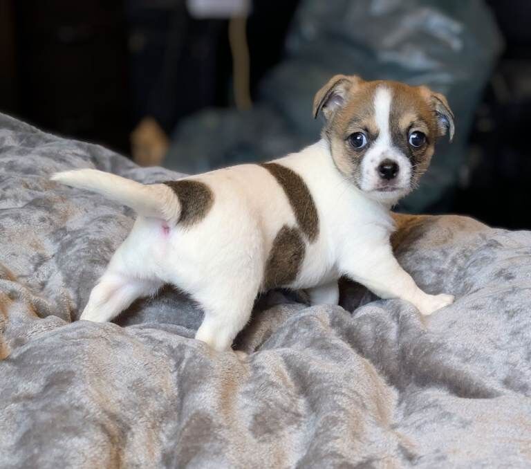 Hannah and Barbara - Image 5 of 5