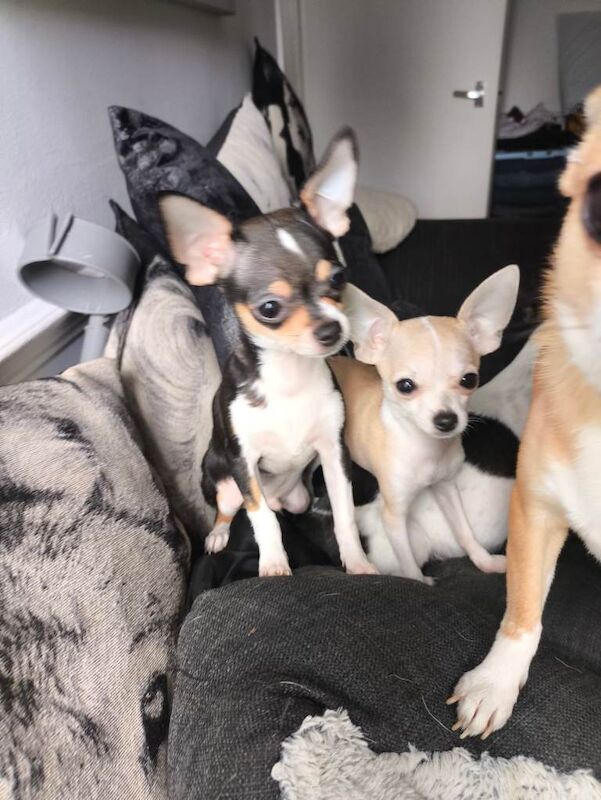 Chihuahua puppies for sale in Harlow, Essex – KC registered, 4 months old