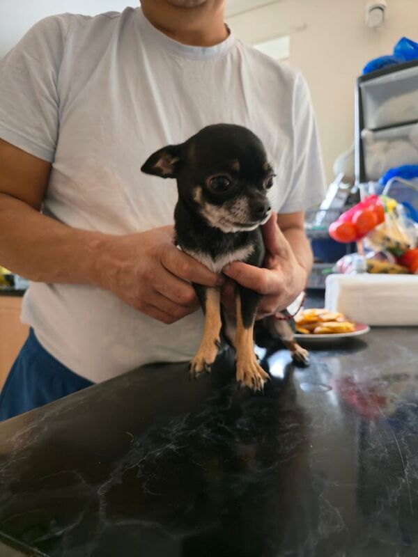 Chihuahua puppies for sale in Leytonstone, Greater London – 2 years old