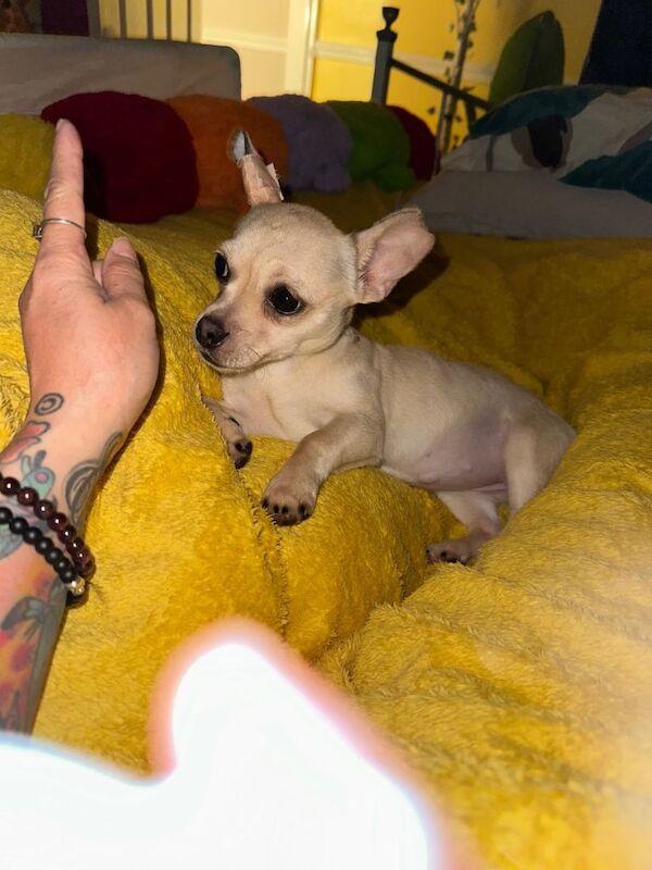 Jack Chi female - Image 5 of 5