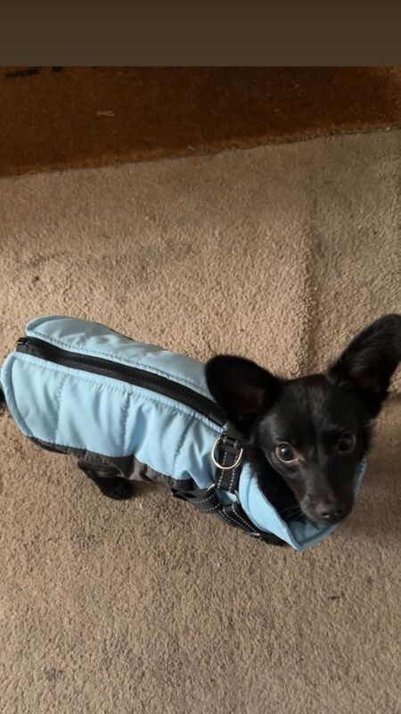 Jack-chi Mix - Image 2 of 4