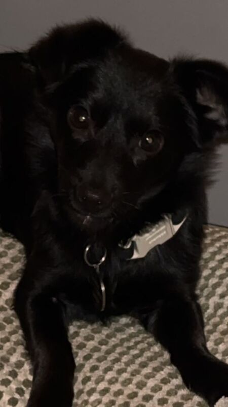 Jack-chi Mix - Image 3 of 4