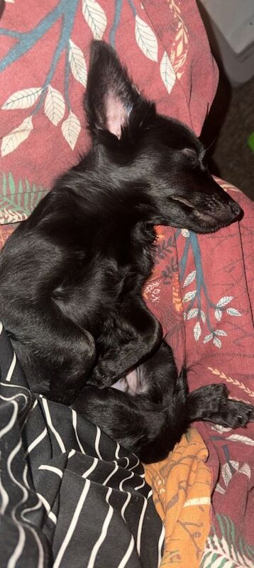 Jack-chi Mix - Image 4 of 4