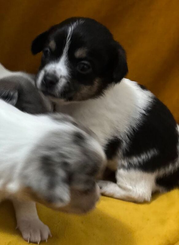 Chihuahua puppies for sale in Magherafelt, County Londonderry – 6 weeks old