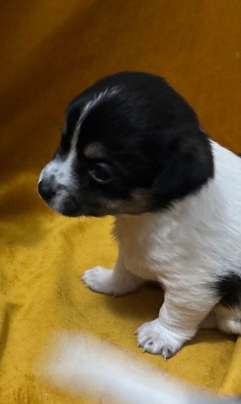 Chihuahua puppies for sale in Magherafelt, County Londonderry – 6 weeks old - Image 2 of 5