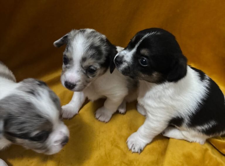Chihuahua puppies for sale in Magherafelt, County Londonderry – 6 weeks old - Image 3 of 5