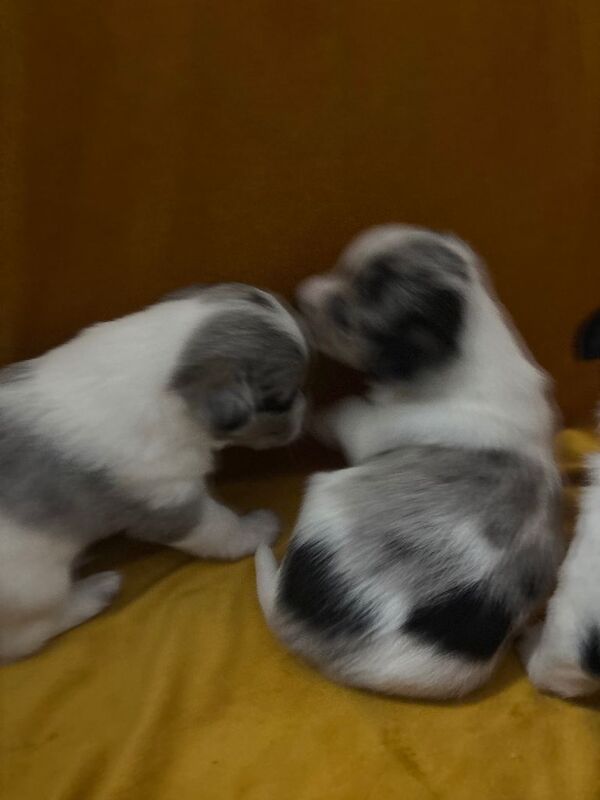 Chihuahua puppies for sale in Magherafelt, County Londonderry – 6 weeks old - Image 4 of 5