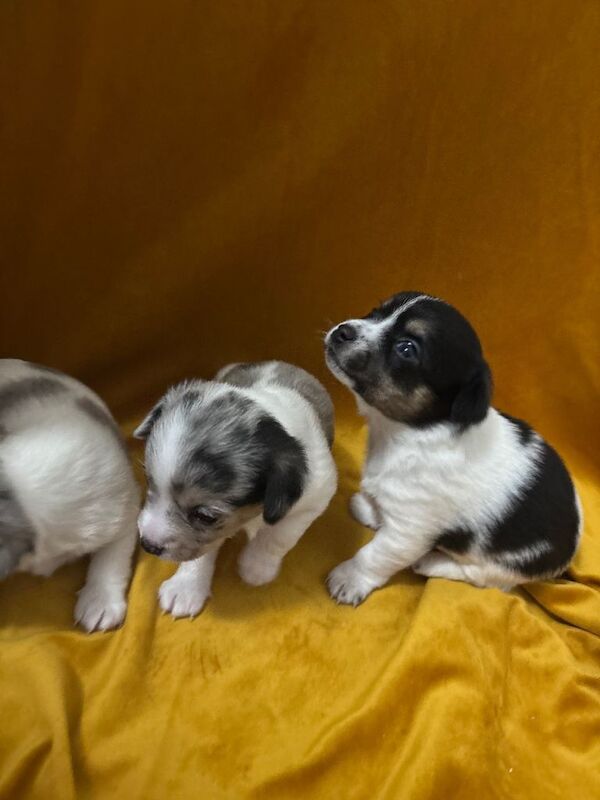 Chihuahua puppies for sale in Magherafelt, County Londonderry – 6 weeks old - Image 5 of 5