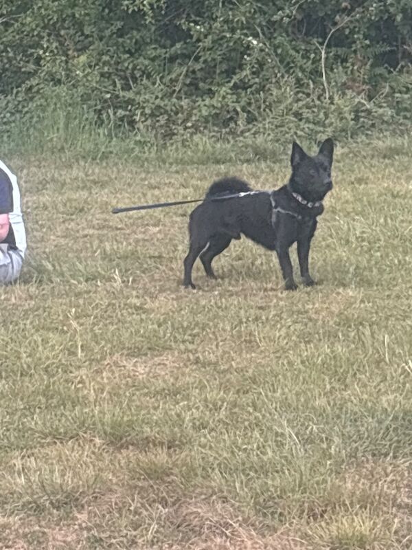 Jack russ cross Pomeranian for sale