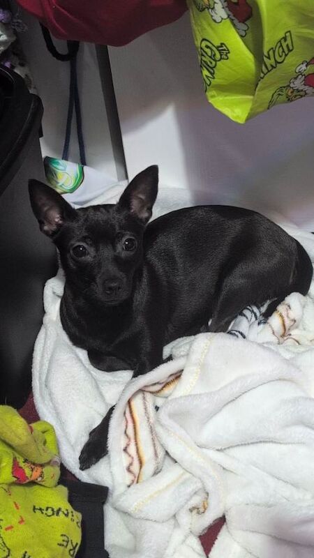 Jack Russell chihuahua for sale