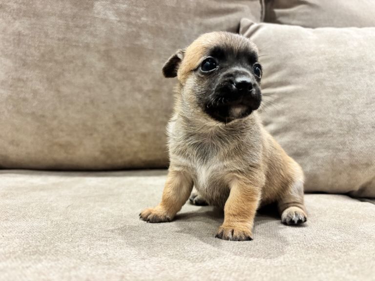 Chihuahua puppies for sale in Littlehampton, West Sussex – 4 weeks old