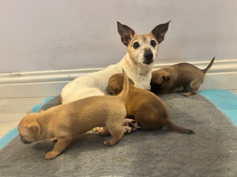 Chihuahua puppies for sale in Littlehampton, West Sussex – 4 weeks old - Image 2 of 3
