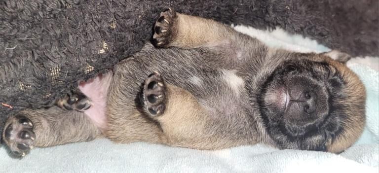 Chihuahua puppies for sale in Littlehampton, West Sussex – 4 weeks old - Image 3 of 3