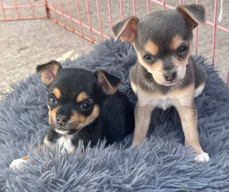 Jack Russell x chihuahua