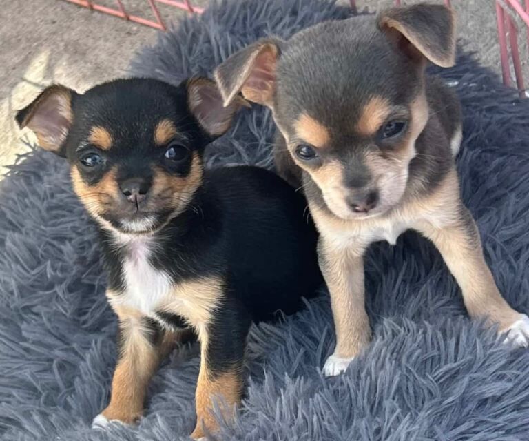 Jack Russell x chihuahua - Image 2 of 4