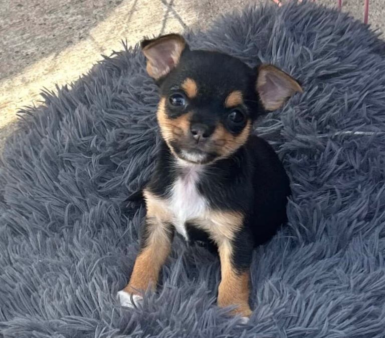 Jack Russell x chihuahua - Image 3 of 4