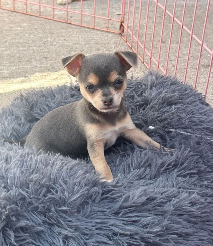 Jack Russell x chihuahua - Image 4 of 4