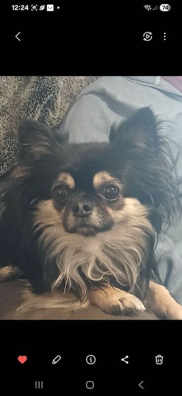 Kennel Club Registered Chihuahua Puppies For Sale