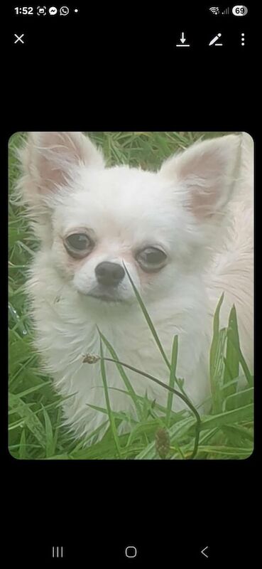Chihuahua puppies for sale in Llanelli, Dyfed – KC registered, 2 years old - Image 2 of 3