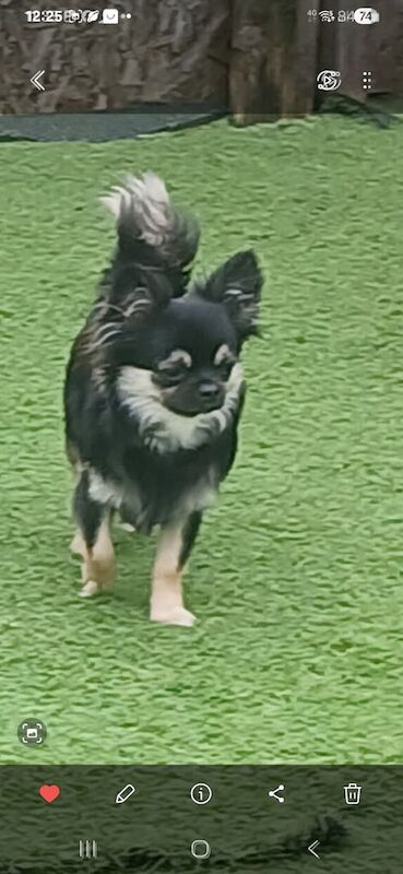 Chihuahua puppies for sale in Llanelli, Dyfed – KC registered, 2 years old - Image 3 of 3